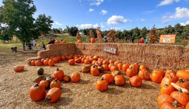 I campi di zucca dove trascorrere Halloween in Italia
