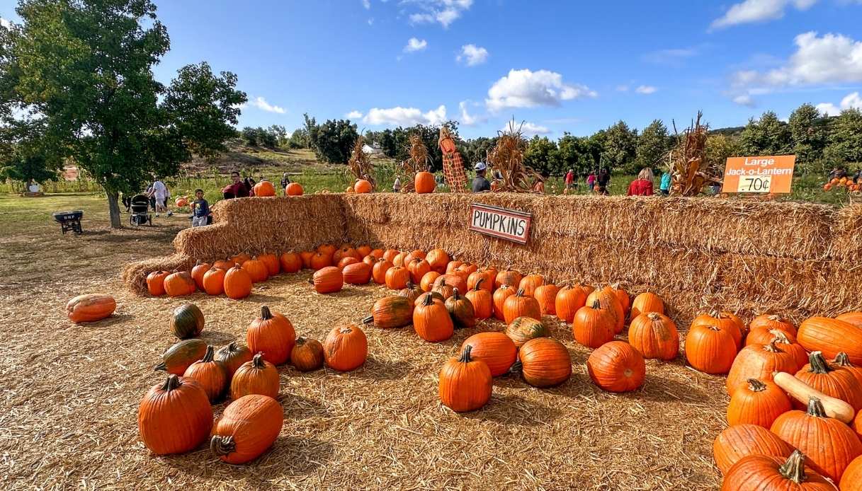 I campi di zucca dove trascorrere Halloween in Italia