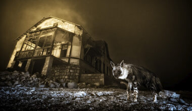Una iena spettrale tra i ruderi di una città fantasma vince il 61° Wildlife Photographer of the Year