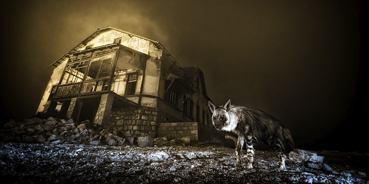 Una iena spettrale tra i ruderi di una città fantasma vince il 61° Wildlife Photographer of the Year