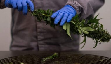 Cannabis, il nuovo farmaco funziona sul dolore cronico: lo studio