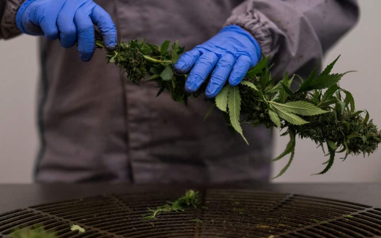 Cannabis, il nuovo farmaco funziona sul dolore cronico: lo studio