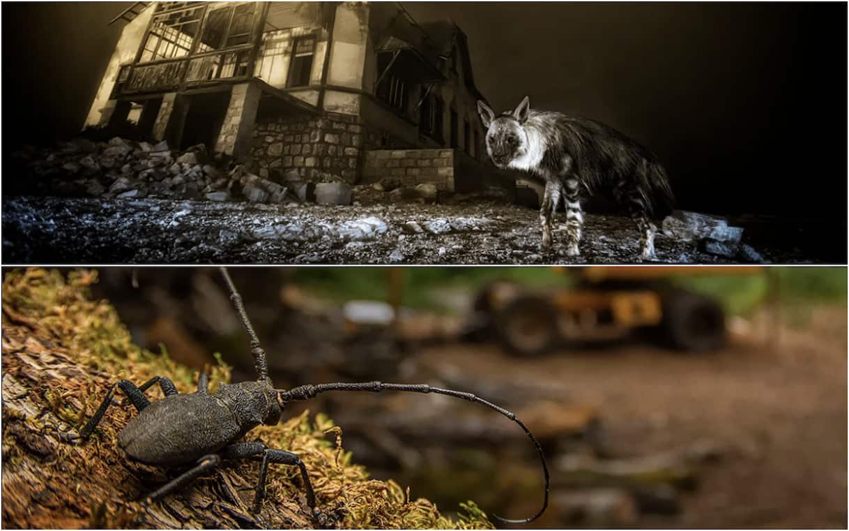 Wildlife Photographer of the Year 2025, vincitore categoria giovani l'italiano Andrea Dominizi. FOTO