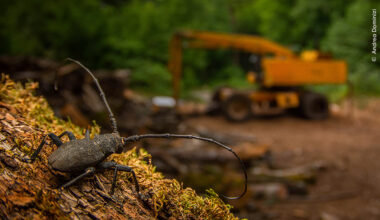 Il diciassettenne italiano che ha fatto la storia del Wildlife Photographer of the Year