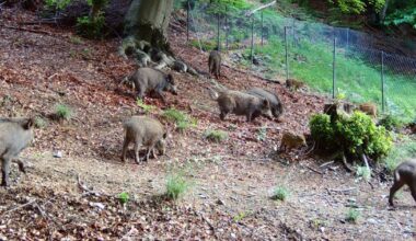 Cinghiali abbattuti in calo? I cacciatori ne hanno i freezer pieni