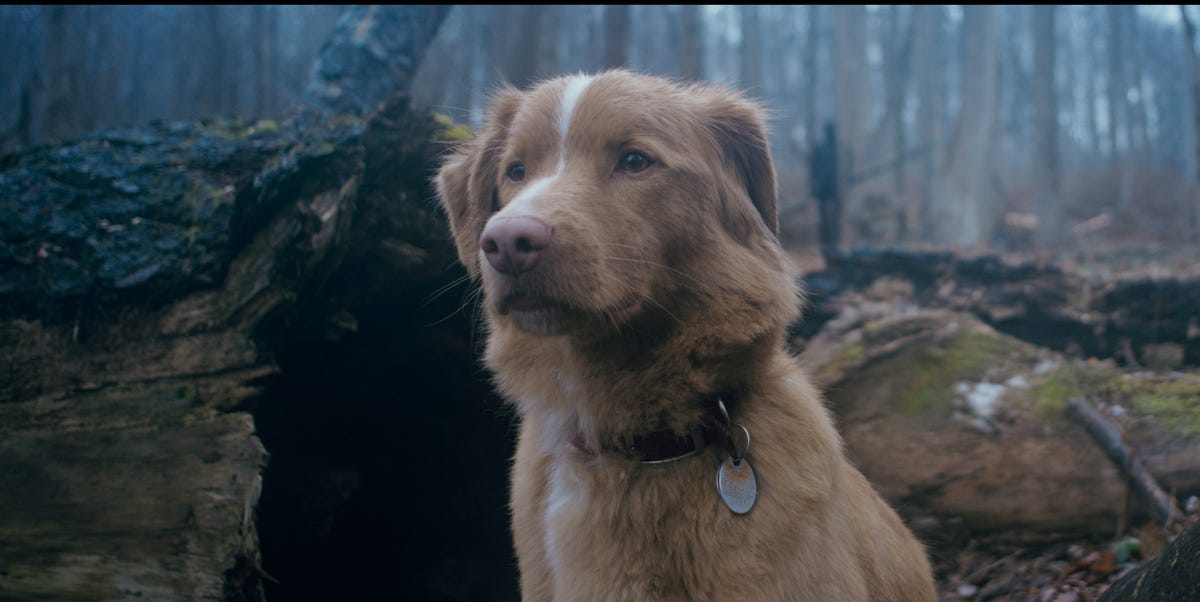 Questo film è perfetto per Halloween, è uscito direttamente in streaming