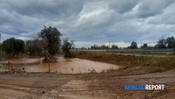 Il terreno allagato in zona Gorgognolo, Ostuni