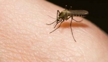 Nuovo caso di Dengue accertato in Valle d'Aosta