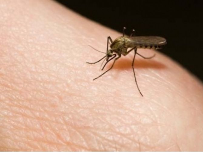 Nuovo caso di Dengue accertato in Valle d'Aosta