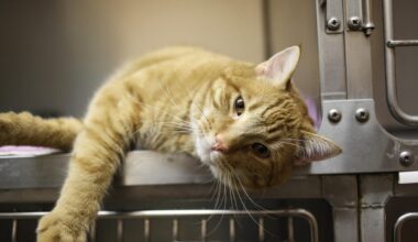 la nuova proposta di legge