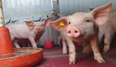 il complicato intreccio al centro di una ricerca dell'Izsve