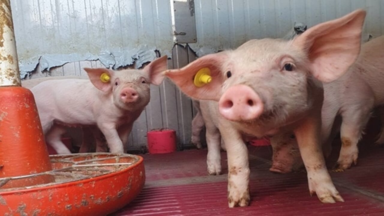 il complicato intreccio al centro di una ricerca dell'Izsve