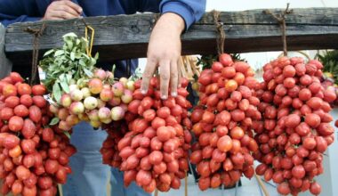 Pomodorini siciliani contaminati da salmonella, 437 casi in Europa: come proteggersi