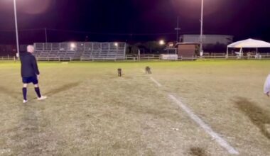 Cinghiali invadono il campo. Sorpresa per i ragazzi del rugby