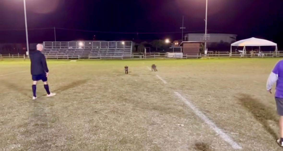Cinghiali invadono il campo. Sorpresa per i ragazzi del rugby