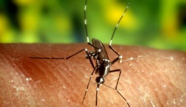 Virus West Nile: Prima Vittima in Veneto