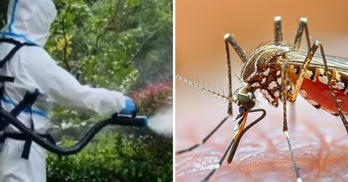 Allerta dengue in Trentino, nuovo caso di contagio: sintomi dopo un viaggio all'estero. Sarà effettuata una disinfestazione, ecco le zone interessate