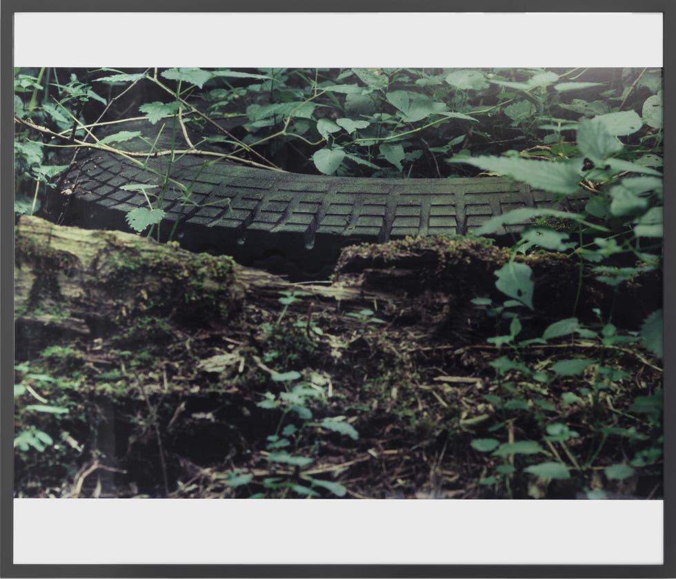 lothar baumgarten, ﻿antizipierte gürteltiere (anticipated armadillos), ﻿1969 ﻿courtesy galleria franco noero e lothar baumgarten estate