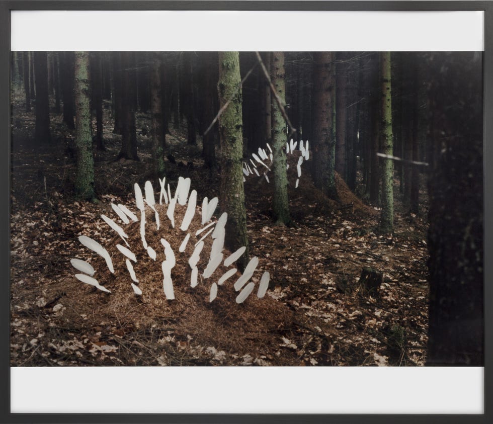 lothar baumgarten, ﻿ameisenstaat (ant society), 1968 ﻿courtesy galleria franco noero e lothar baumgarten estate