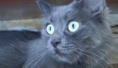 Grisette, la gatta “positiva” a cui hanno tolto ogni possibilità, cerca adozione del cuore