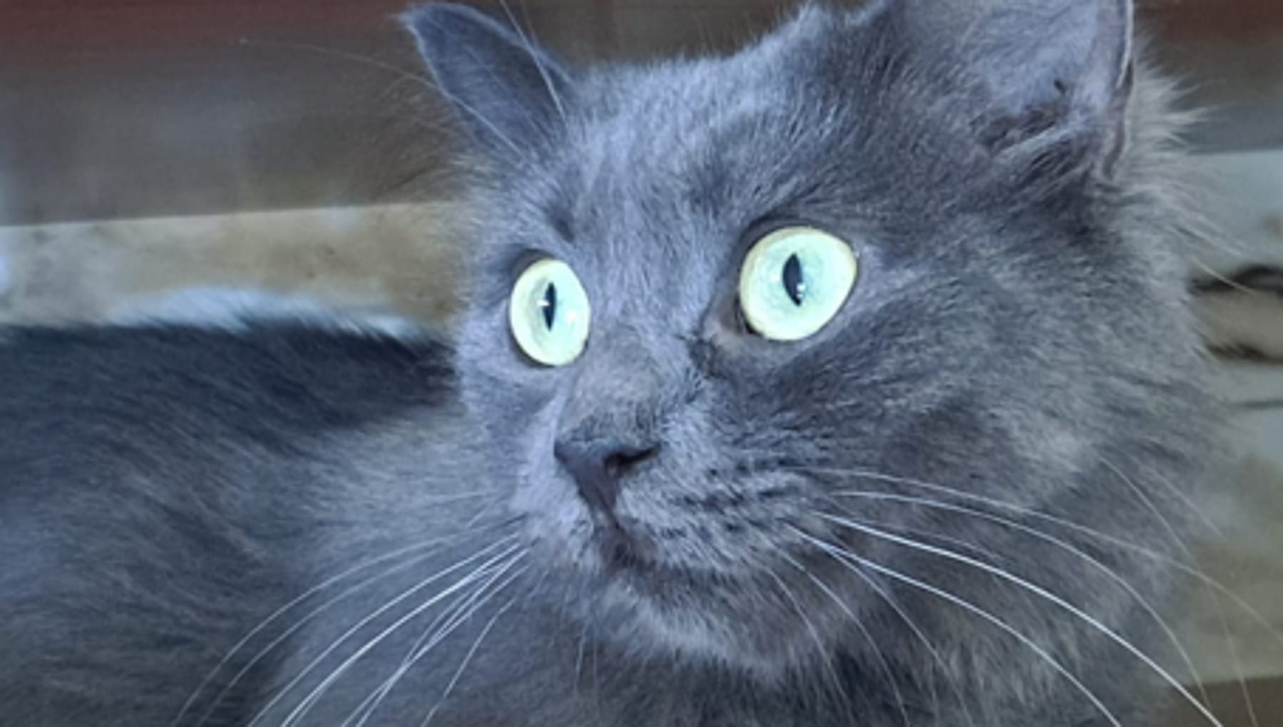 Grisette, la gatta “positiva” a cui hanno tolto ogni possibilità, cerca adozione del cuore