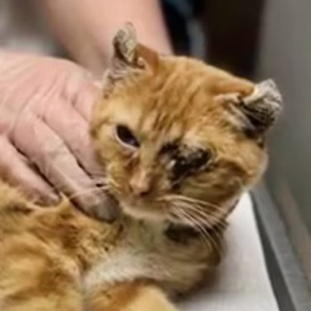 Il gatto Klaus e la rinascita dopo il gelo: così ha ritrovato la felicità senza una parte di sé