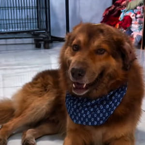 La trasformazione del cane Bob dopo sei bagni: la gioia e la bellezza dopo anni di incuria