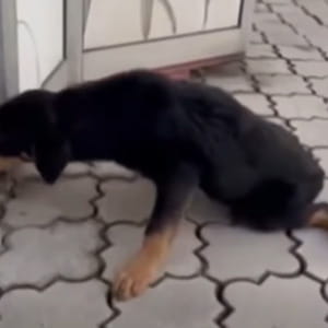 Investito e lasciato a terra incapace di alzarsi, la rinascita del cane Jela emoziona