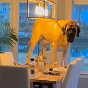 Il cane “apocalittico” Pooh Bear pesa 108 chili ma si crede un cucciolo. Tutta colpa dell’amico Yogi