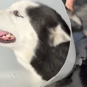 Il ritorno a casa del cane Luca, sette anni dopo il rapimento: “Una nuova vita insieme”