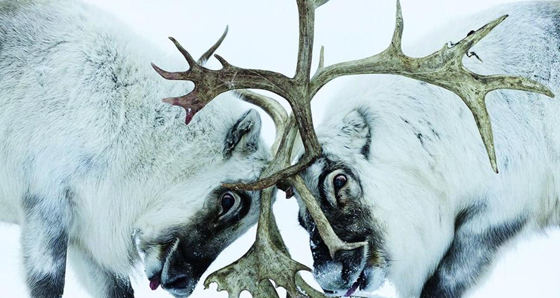 Le meraviglie dell’Artico negli scatti di Unterthiner