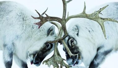 Le meraviglie dell’Artico negli scatti di Unterthiner