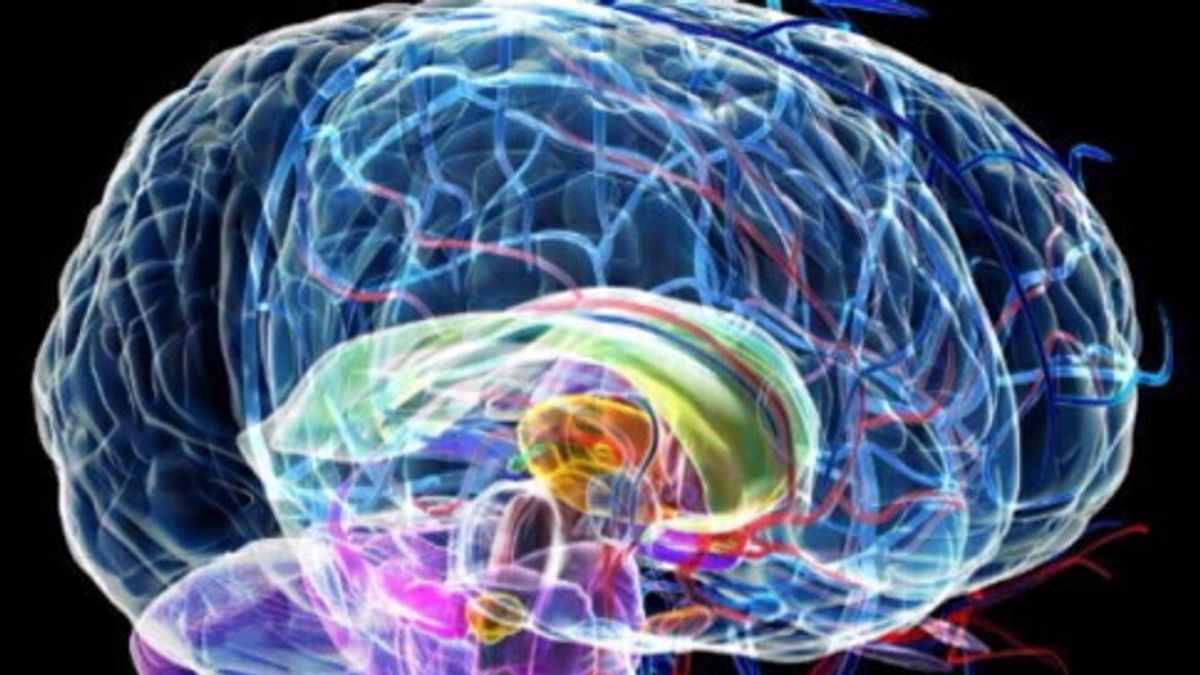 Così il cervello decide quali ricordi conservare