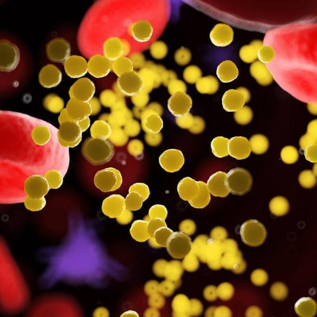 Infarto e ictus, così il colesterolo LDL si lega al suo “netturbino” e va via dal sangue