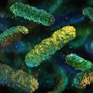 L’invecchiamento? Dipende (anche) dal microbiota