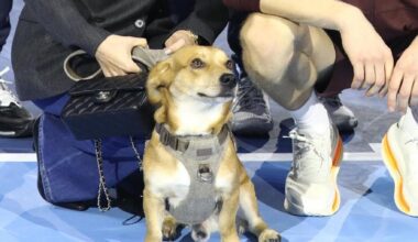 Atp Finals a Torino: il cane Snoopy nella foto di famiglia di Sinner e la bufala della donazione