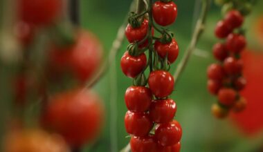 Pericolo Salmonella nei pomodorini (e forse non solo). Come contrastare il batterio