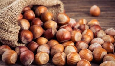 Da sgranocchiare o in versione «dolce». Le nocciole sono un simbolo di italianità