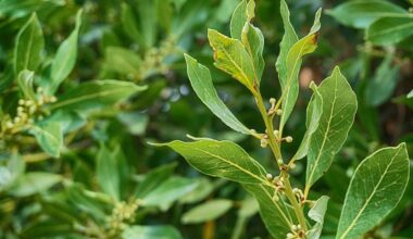 Alloro per contrastare i sintomi influenzali. Questo e altri benefici