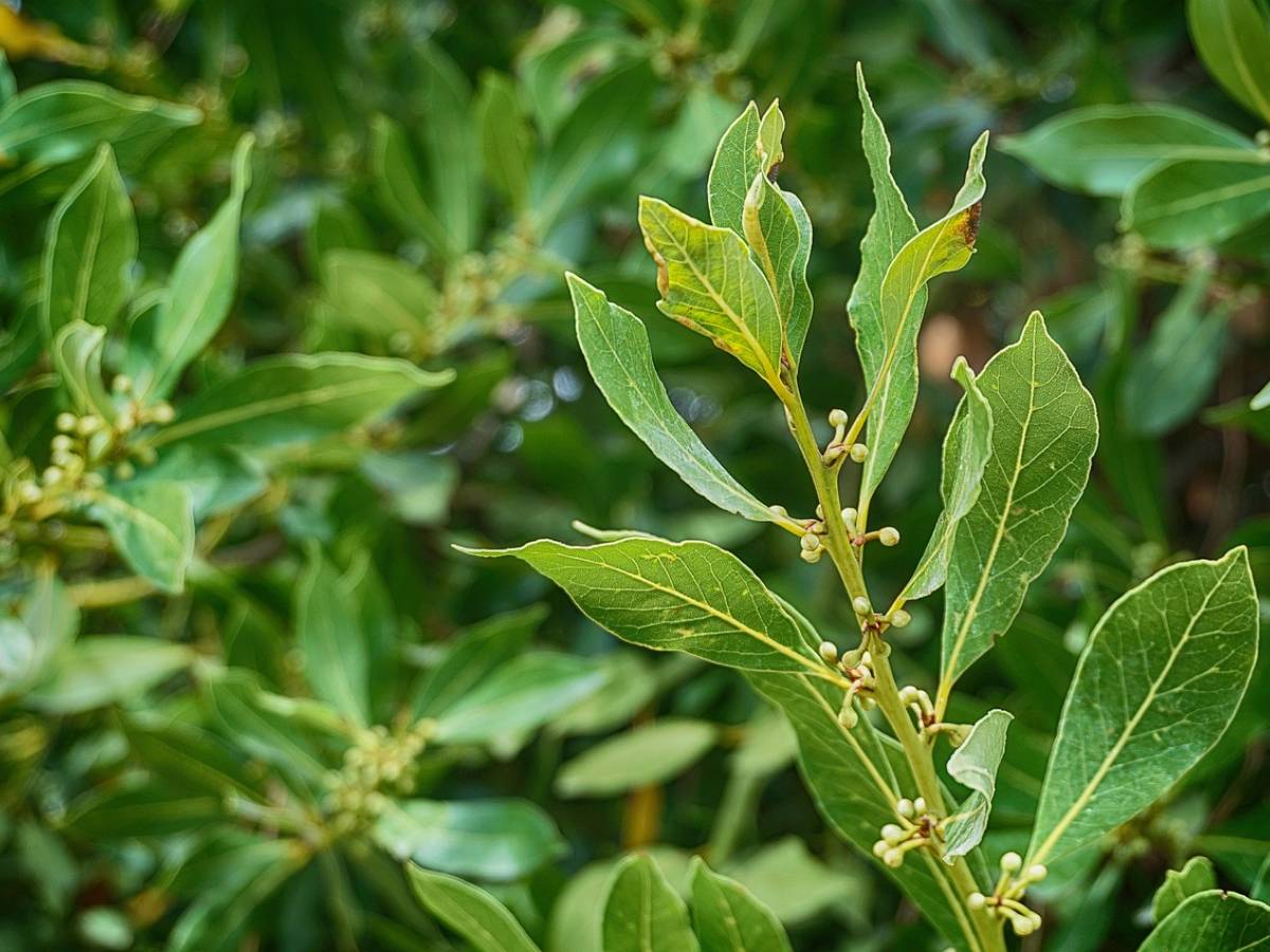 Alloro per contrastare i sintomi influenzali. Questo e altri benefici