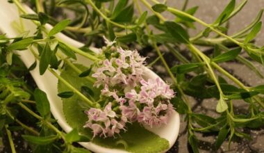 Invecchiare bene? Ecco le proprietà di timo e origano