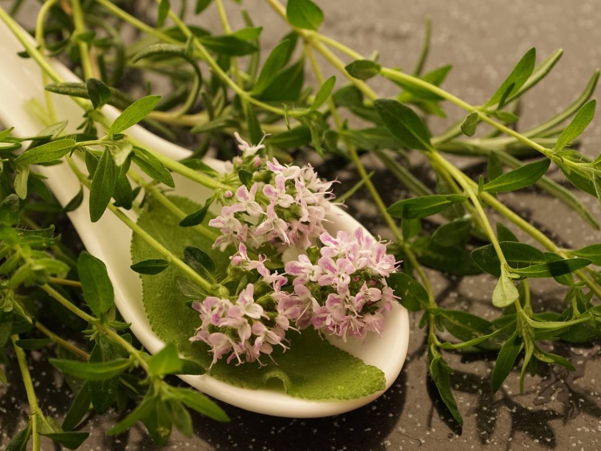 Invecchiare bene? Ecco le proprietà di timo e origano