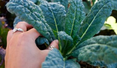 Cavolo nero contro lo stress ossidativo e in favore delle difese immunitarie: come prepararlo