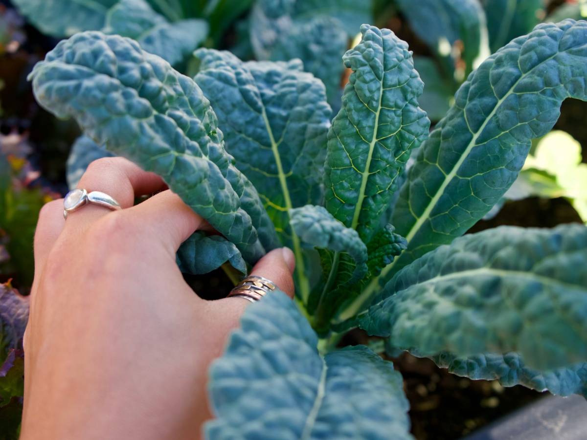 Cavolo nero contro lo stress ossidativo e in favore delle difese immunitarie: come prepararlo