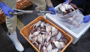 La Cina sospenderà l'importazione di prodotti ittici dal Giappone per via delle tensioni legate a Taiwan