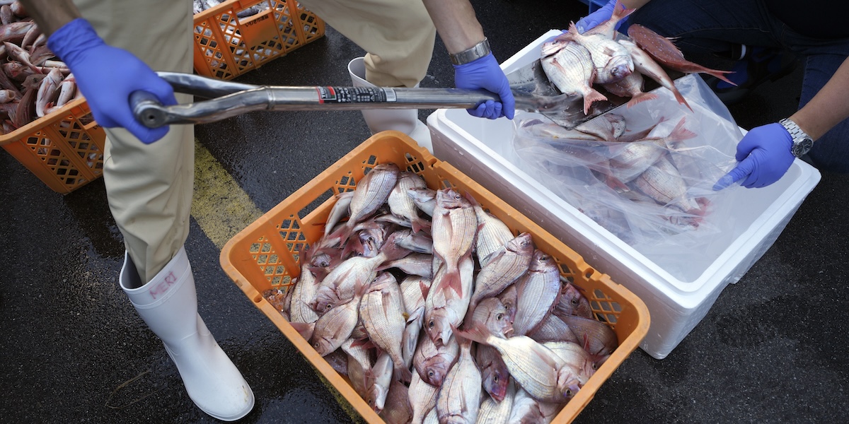 La Cina sospenderà l'importazione di prodotti ittici dal Giappone per via delle tensioni legate a Taiwan