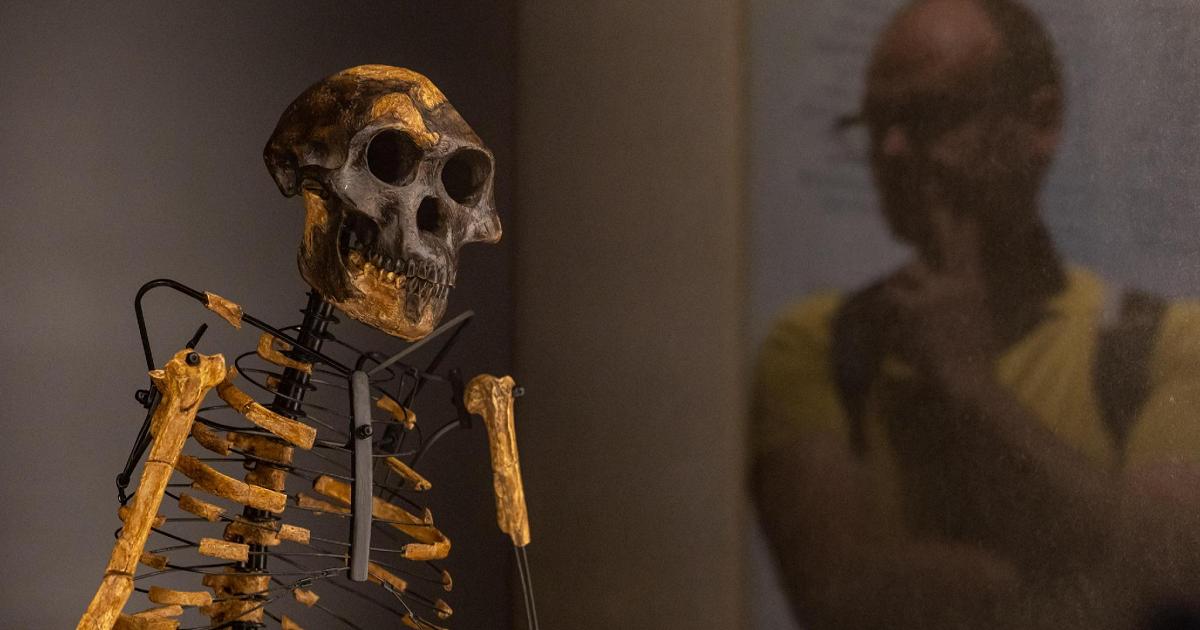 L'australopiteca Lucy aveva un cugino come vicino di casa