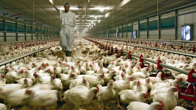 abbattuti 45mila esemplari tra Alto Mantovano...