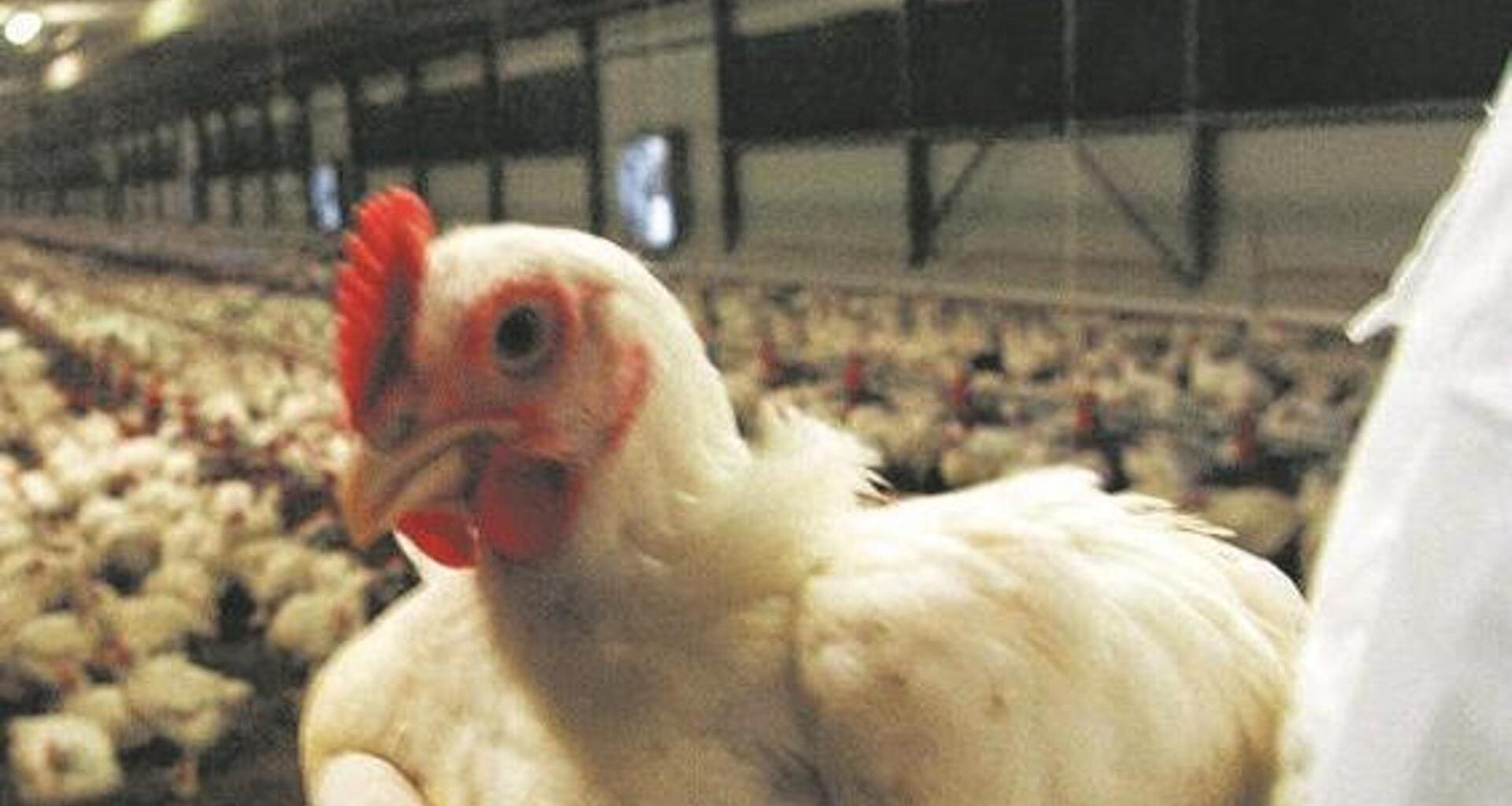 Focolaio di influenza aviaria a Novara: 15 Comuni in zona di sorveglianza - La Stampa