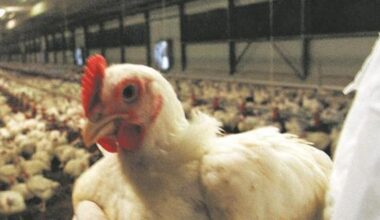 Focolaio di influenza aviaria a Novara: 15 Comuni in zona di sorveglianza - La Stampa